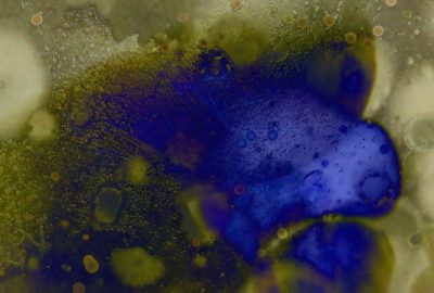2016 Dumitriu, May: Super-organism