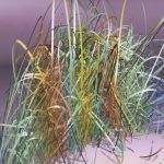 Glorious Grass Frame 28, bush series