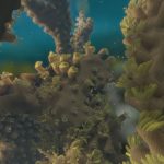 Expedition Reef: Is a Coral a Predator, a Producer, or Both?