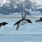 BBC iPLayer Penguins