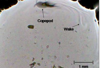 2007 ETech Zimmerman: Lensless Stereo Microscopic Imaging