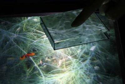 2008 ETech Kakehi: ForceTile: Tabletop Tangible Interface with Vision-based Force Distribution Sensing