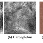 Practical Measurement-Based Spectral Rendering of Human Skin