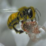 Hewlett-Packard - The Bee