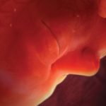 Fight For Life (BBC/DCTP/Discovery/VFX – Jellyfish Pictures)