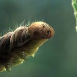 AMF — The Caterpillar