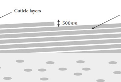 2021 Talks: Hou_Photonic Rendering for Hair Cuticles using High Accuracy NS-FDTD method