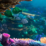 Constructing the Underwater World of Finding Dory