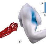 Combining biomechanical and data-driven Body Surface Models