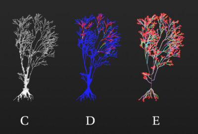 2017 Talks: Bartolozzi_A Hybrid Approach to Procedural Tree Skeletonization