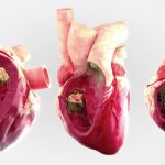 Two novel approaches to visualizing internal and external anatomy of the cardiac cycle with a windowed virtual heart model