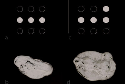 2020 Posters: Yamaoka_Rapid and Shape-Changing Digital Fabrication Using Magnetic Thermoplastic Material