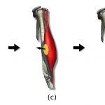 Physics-Aided Editing of Simulation-Ready Muscles for Visual Effects