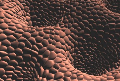 2013 Poster: Wood_Modeling Cell Layers on Complex Surfaces Using Constrained Voronoi Diagrams