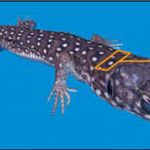 A Versatile High-Resolution Scanning System and its Application to Statistical Analysis of Lizards’ Skin Colour Time-Evolution