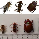 Natural-Color 3D Insect Models for Education, Entertainment, Biosecurity and Science