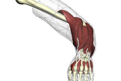 2004 Poster: Blackett_Computing the Virtual Human
