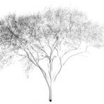Knowledge-Based Modeling of Laser-Scanned Trees