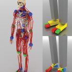 Scalable muscle-actuated human simulation and control