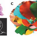 Flower modeling via X-ray computed tomography