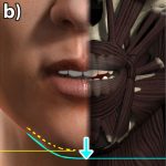 JALI: an animator-centric viseme model for expressive lip synchronization