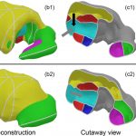 Topology-controlled reconstruction of multi-labelled domains from cross-sections