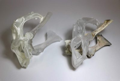 2018 Art Papers: Klein_Augmented Fauna and Glass Mutations: A Dialogue Between Material and Technique in Glassblowing and 3D Printing