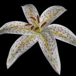 Floral diagrams and inflorescences: interactive flower modeling using botanical structural constraints