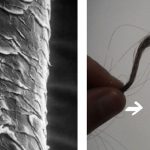 Super-helices for predicting the dynamics of natural hair