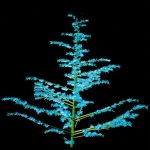 Plant models faithful to botanical structure and development