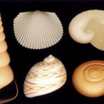 Modeling seashells
