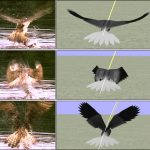 Realistic modeling of bird flight animations