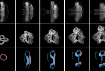 2021 Technical Paper: YANG_Clebsch Gauge Fluid