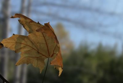 2007 Posters: Runions Simulation of Autumn Leaves