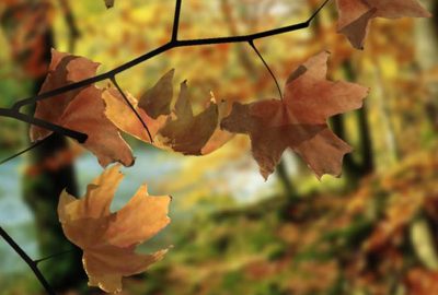 2007 Posters: Runions Simulation of Autumn Leaves