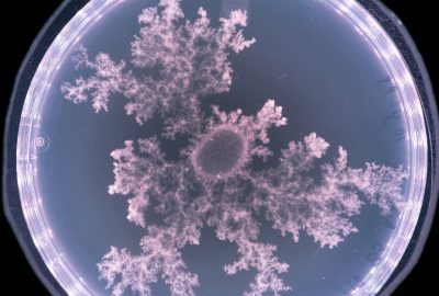 2023 Art Paper: DiBlasi_Beauty: Explorations of Machine-Microbial Agencies