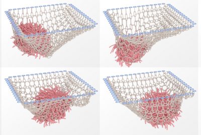 2023 Technical Papers: Lan_Second-order Stencil Descent for Interior-point Hyperelasticity