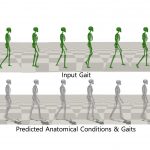 Bidirectional GaitNet: A Bidirectional Prediction Model of Human Gait and Anatomical Conditions