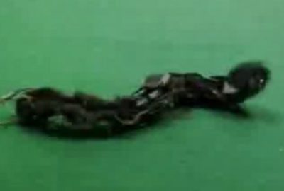 2010 Poster: Rasakatla “Mod Leg” A modular Legged robotic system