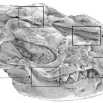 Interactive generation of (paleontological) scientific illustrations from 3D-models