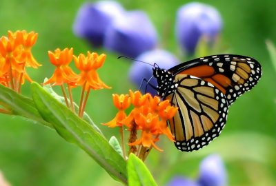 2012 Posters: Wang_Turning Photographs into Abstract Expressionist Paintings