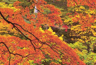2005 Poster: Mochizuki Stealing Autumn Colors