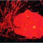Virtual Breadcrumbs: A Tracking Tool for Biological Imaging