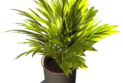 2003 Talks: Franzke_Rendering Plant Leaves Faithfully