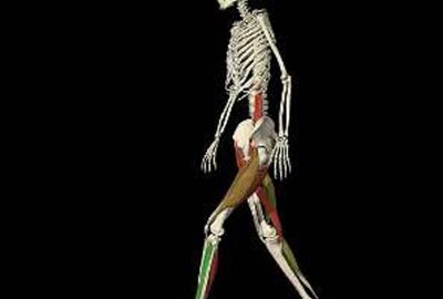 2003 Talks: Hurmusiadis_Interactive Functional Anatomy