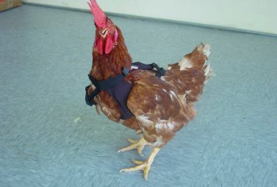 2003 Talks: Ping_Touchy.Internet A Cybernetics System for Human-Pet Interaction through the Internet