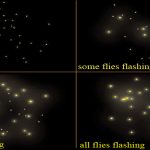 Firefly flash synchronization