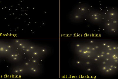 2003 Talks: Raghavachary_Firefly flash synchronization