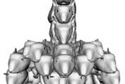 2006 Talks: Lippman_rats ad infinitum