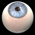 Anatomically accurate modeling and rendering of the human eye